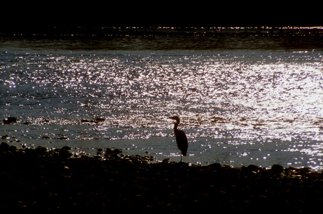 A-Heron-at-a-Waterside