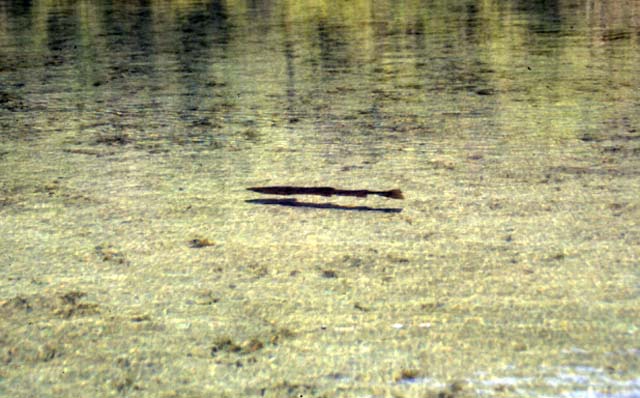 �T���o�����̑喐�A�V���o�[�N���[�N
