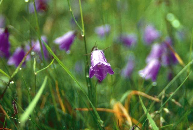 スイスの高山植物