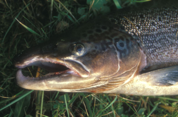 アトランティック・サーモン、スペイ川にて