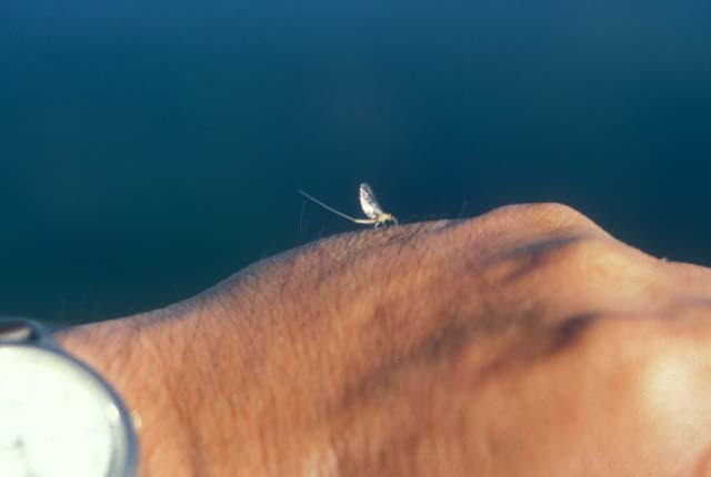 コカゲロウの仲間、シルバー・クリークにて