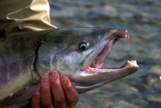 シロザケ、手取川