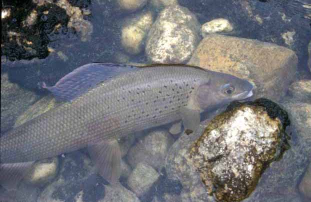 ヨーロッパ・グレーリング、トラウン川にて