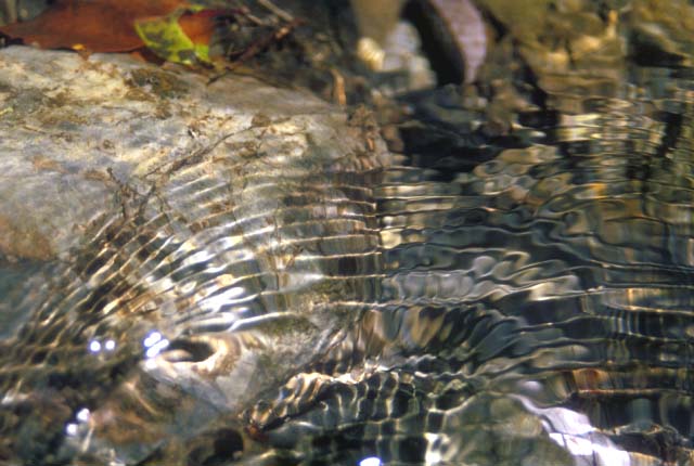 これぞジンクリアー・ウォーター!