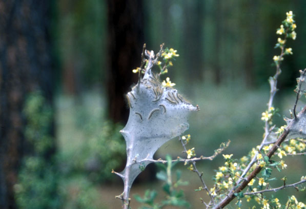 虫の巣、オレゴン州メトーリアス川にて