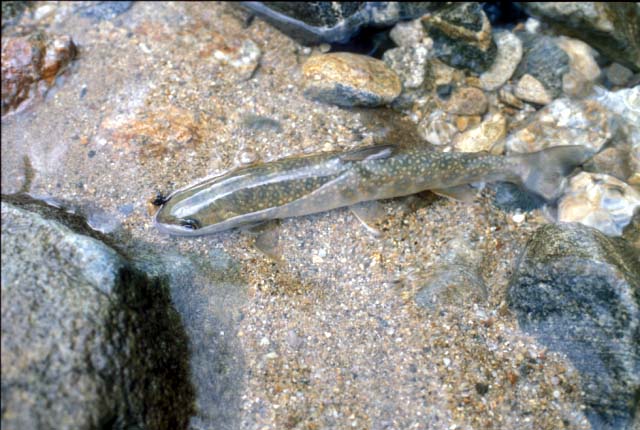 岩魚。この魚に会いにはるばる・・・