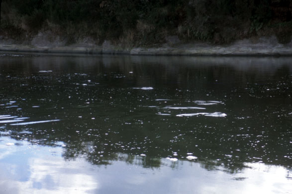 マッド・マタウラ・ライズ。ライズしているのはすべてブラウン
トラウトで、50cm前後の魚ばかり!