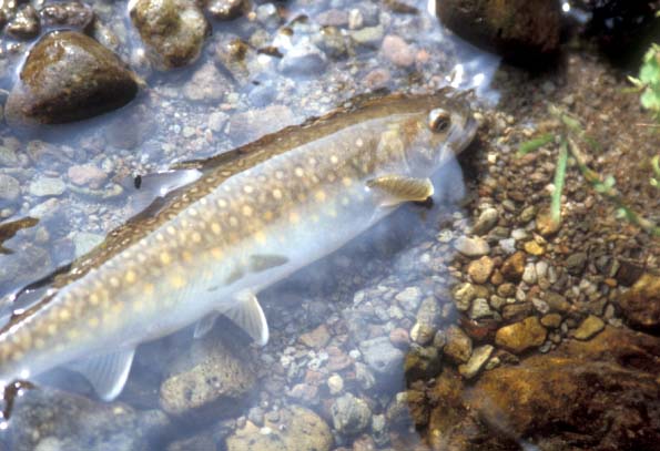 天然の岩魚、鳥取県大山にて