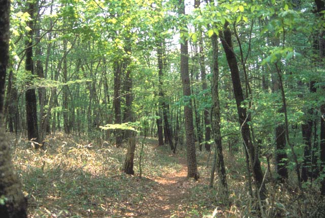 川へとつづく林の中の小道