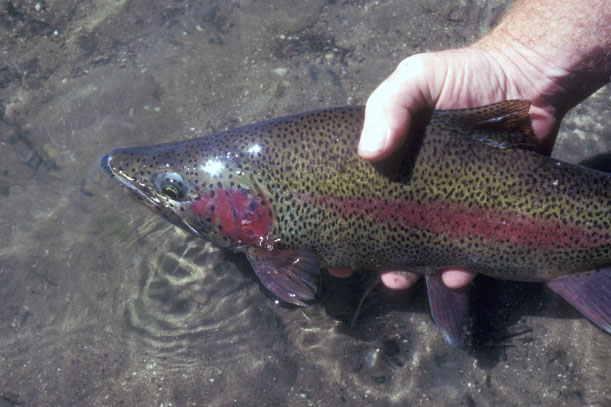 レインボウ・トラウト、ビッグホーン・リバーにて