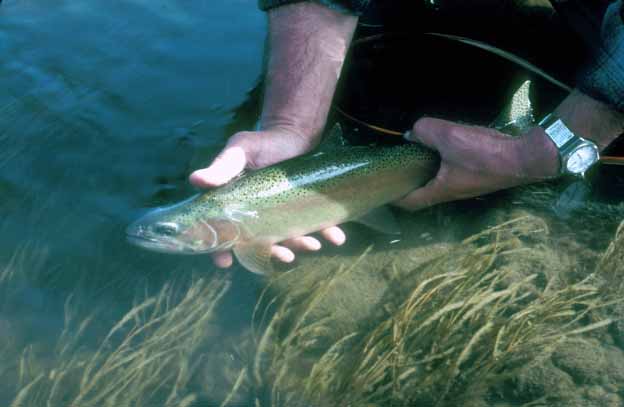 レインボウ・トラウト、ヘンリーズ・フォークにて