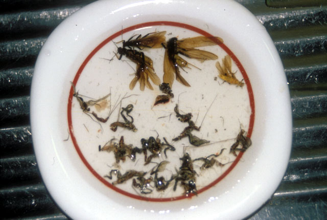 ヤマメの胃の内容、5月末の丹沢