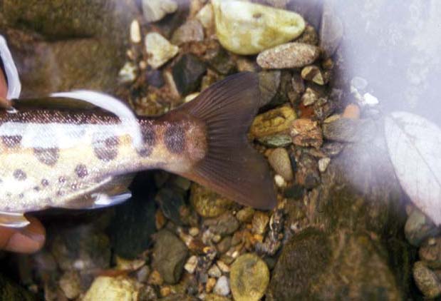 マダラ(ヤマメ)の尾ビレ、熊本県五家荘にて