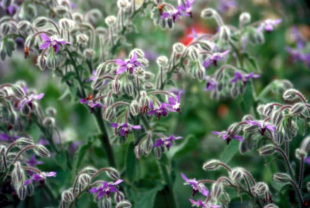 春の野に咲く花