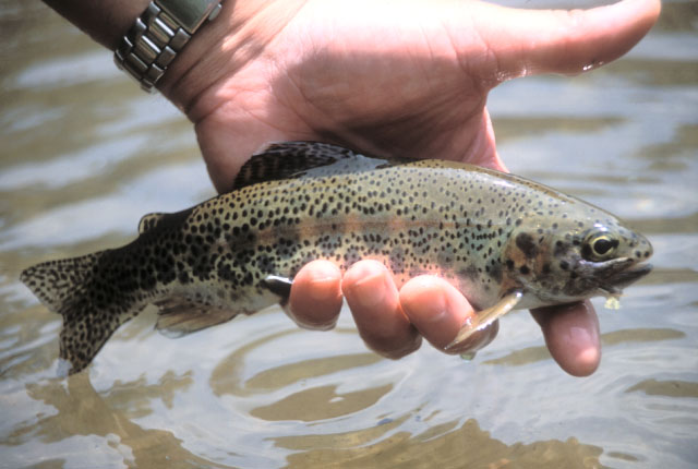 美しいレインボウ・トラウト、日本のある湖にて